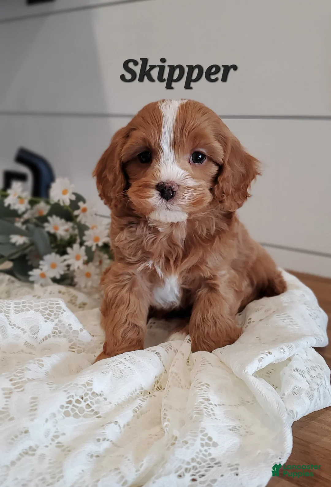 Cavapoo dogs for sale: Skipper - Ad 1