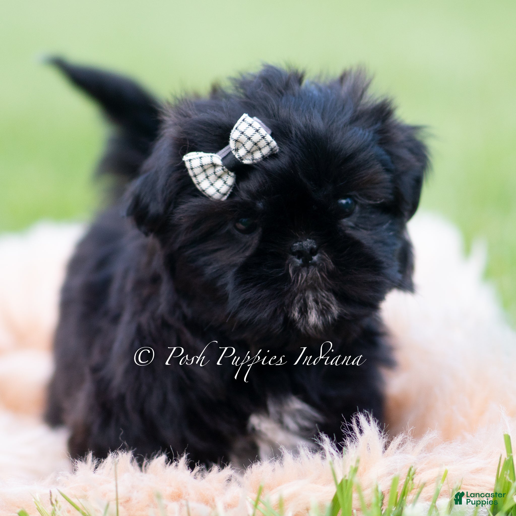 Shih Tzu dogs Teddy Bear - Ad 14