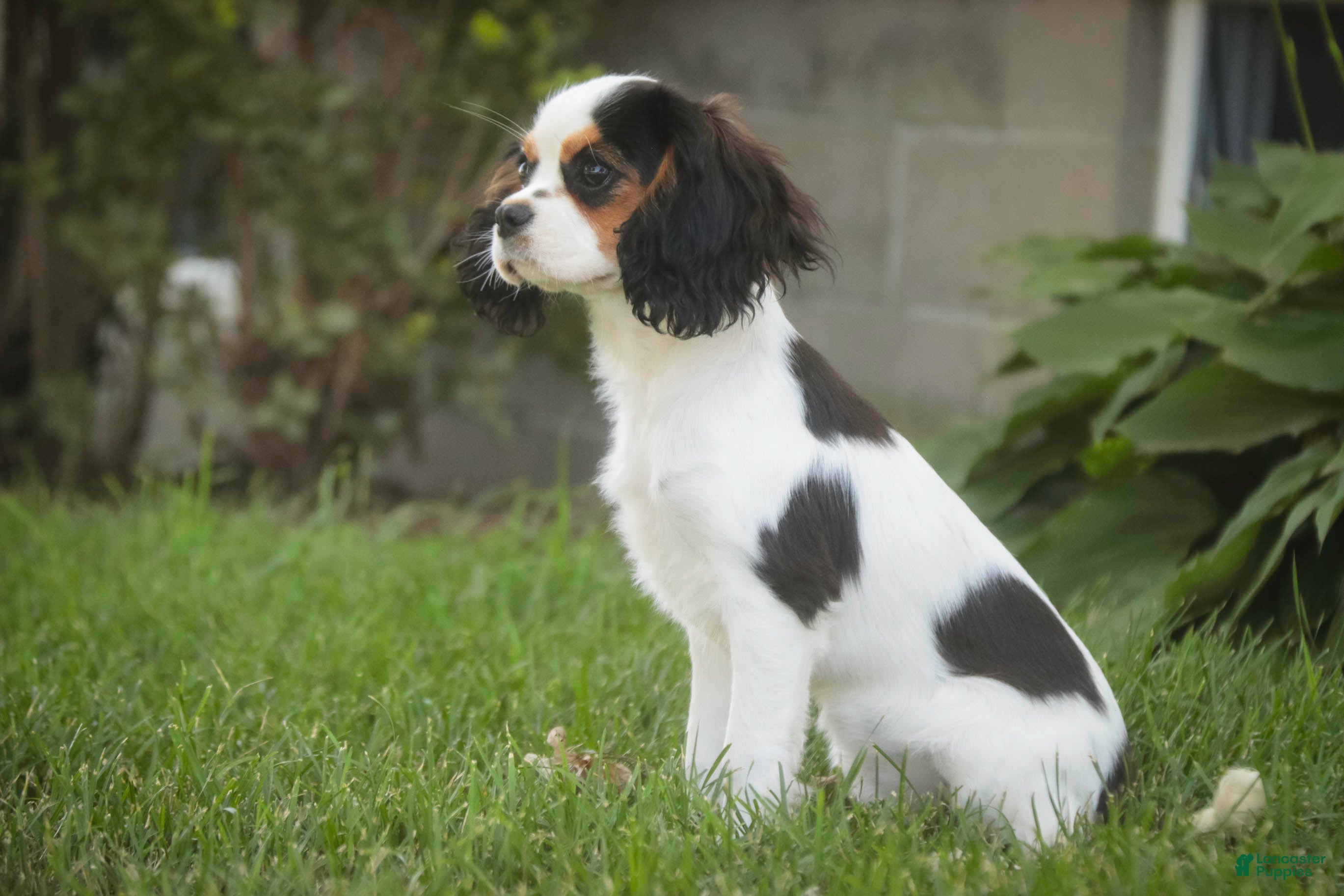 Cavalier King Charles Spaniel dogs Dottie - Ad 2
