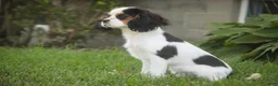 Cavalier King Charles Spaniel dogs for sale: Dottie - Ad 3