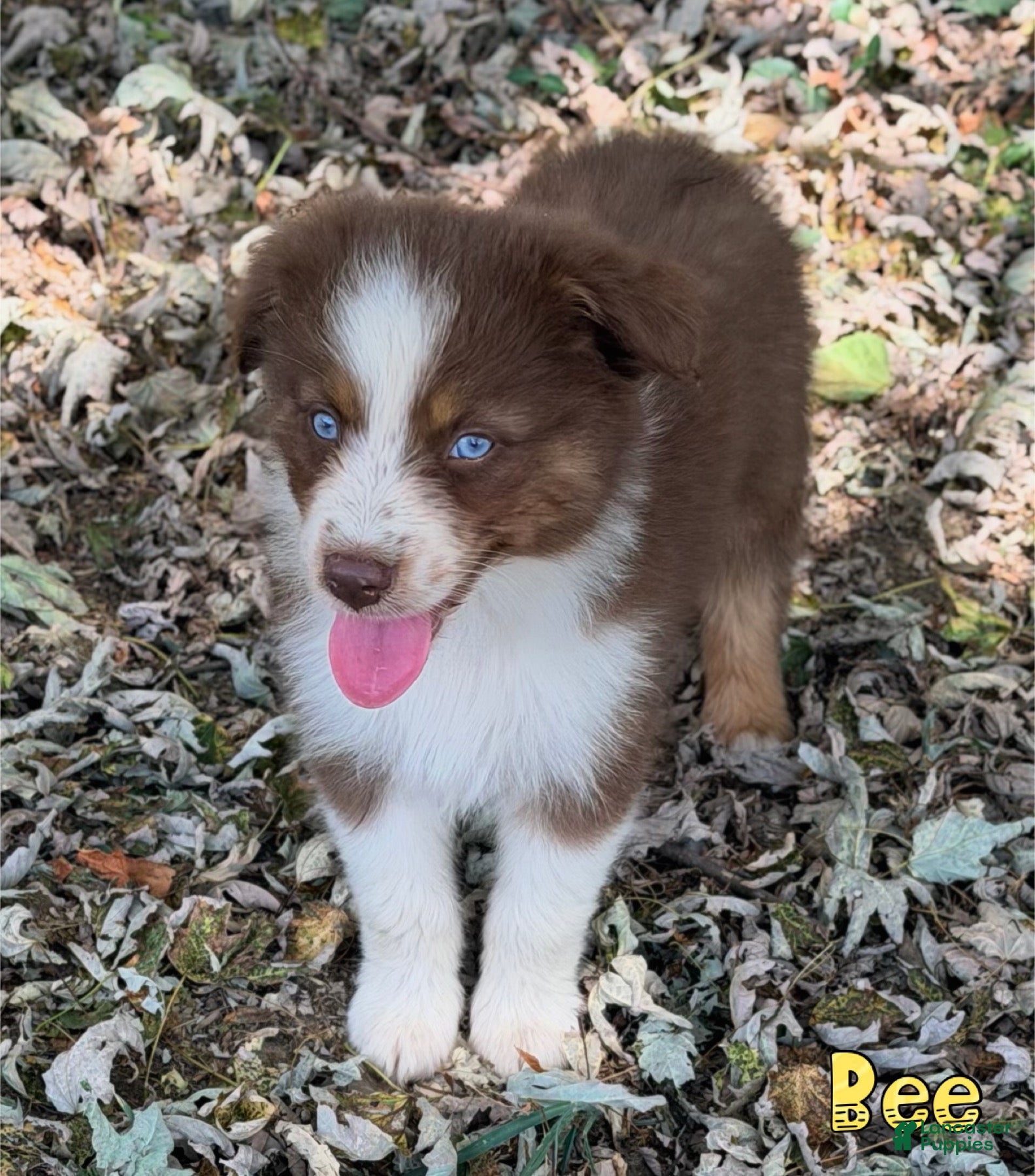 Australian Shepherd dogs Bee - Ad 22