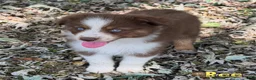 Australian Shepherd dogs for sale: Bee - Ad 1
