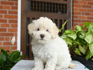 Havapoo dogs - Ad 10