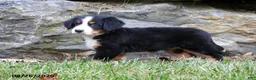 Bernese Mountain Dog dogs for sale: Clover - Ad 3