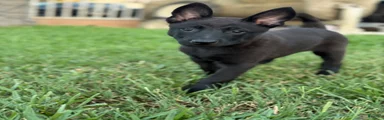 Belgian Malinois 3