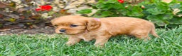 Cavalier King Charles Spaniel dogs for sale: Charlotte - Genetic Tested Parents - Ad 7