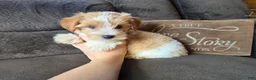 Yorkshire Terrier dogs for sale: Cody - Ad 5