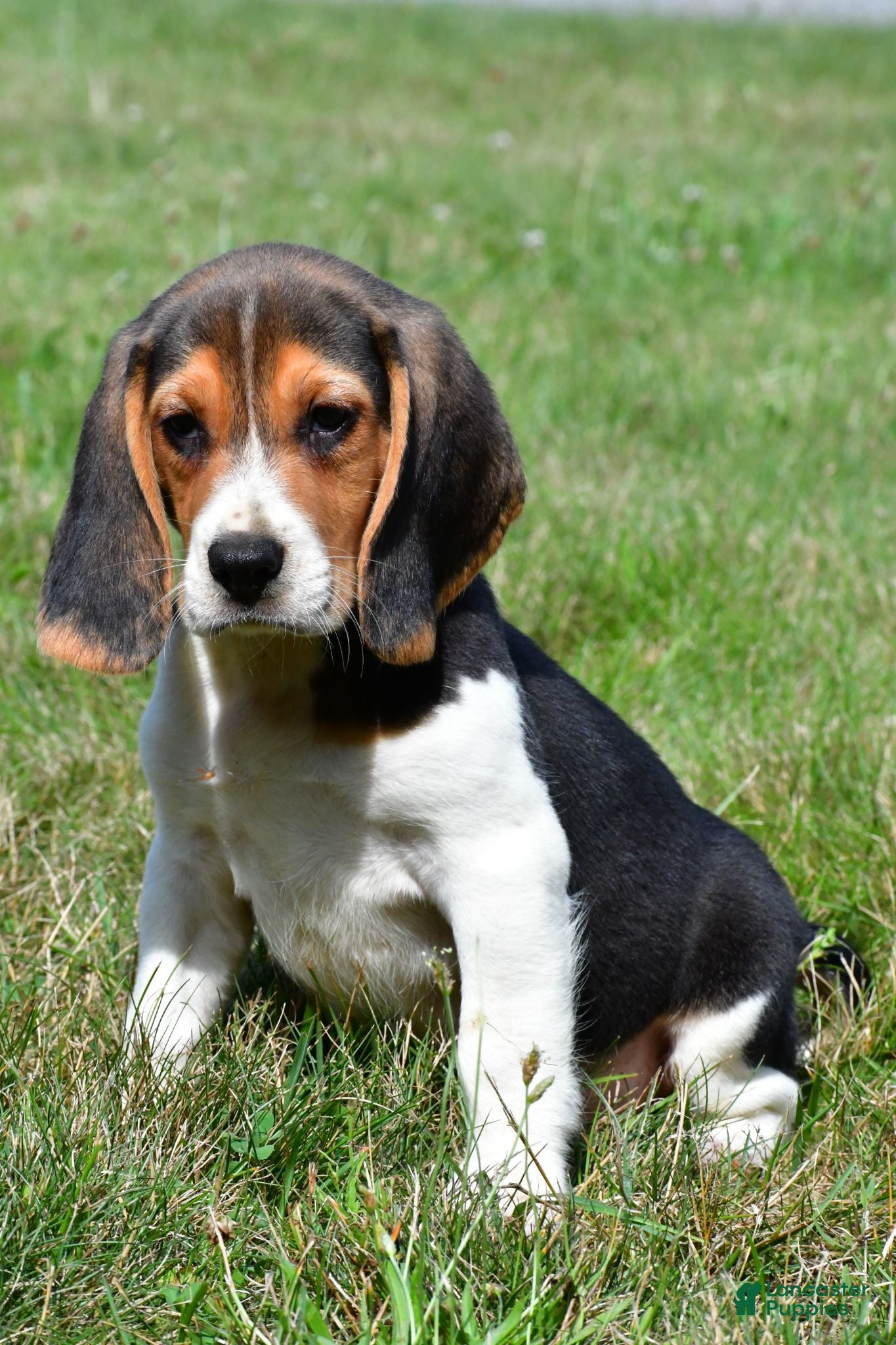 Beagle dogs Diesel - Ad 2