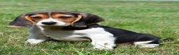 Beagle dogs for sale: Diesel - Ad 2