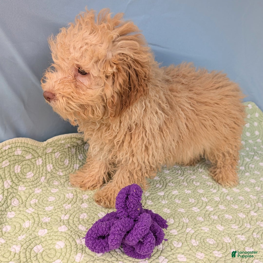 Toy Poodle dogs for sale: Rotini - Ad 4