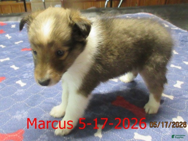 Shetland Sheepdog dogs Marcus Male - Ad 2