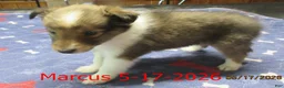 Shetland Sheepdog dogs for sale: Marcus Male - Ad 2