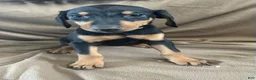 Doberman Pinscher dogs for sale: Yellow Collar  - Ad 4