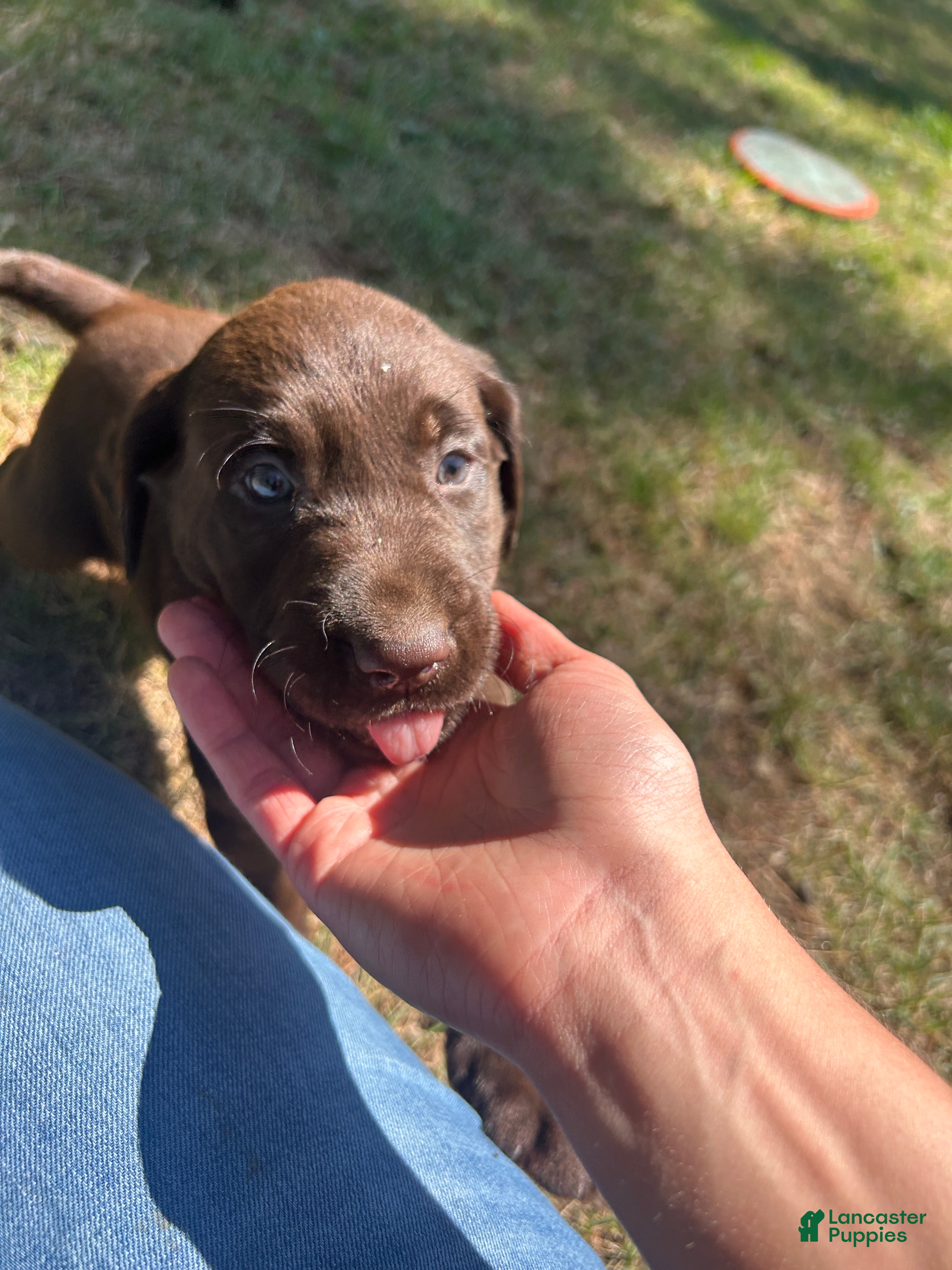 Labrador Retriever dogs Mary - Ad 18