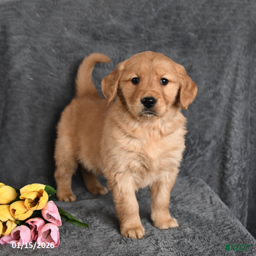 Golden Retriever dogs Charlie - Ad 40