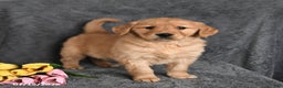 Golden Retriever dogs for sale: Charlie - Ad 1