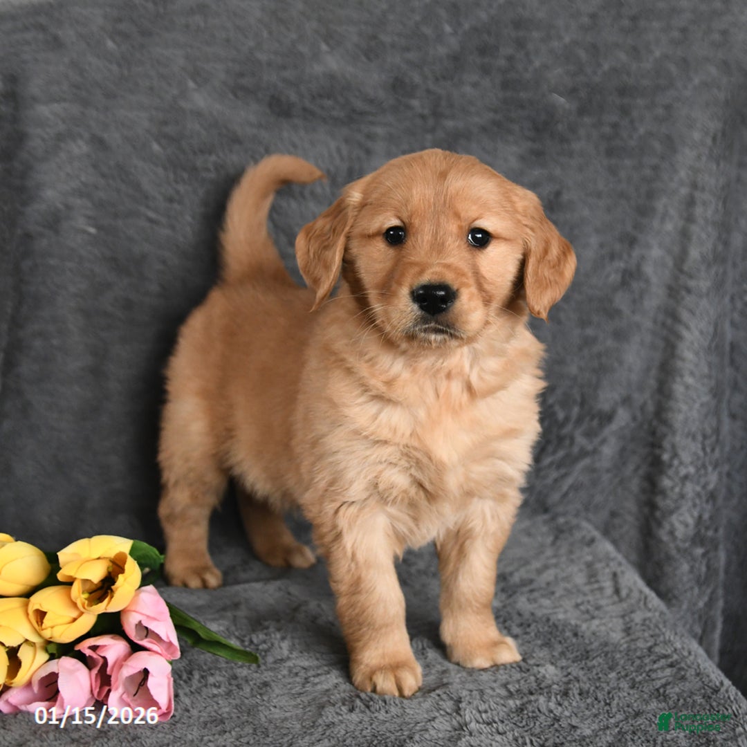 Golden Retriever dogs for sale: Charlie - Ad 1