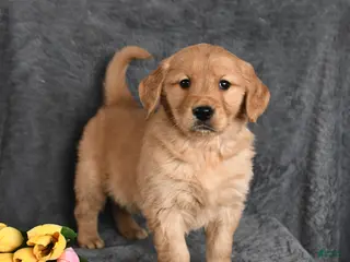 Golden Retriever dogs Charlie - Ad 3