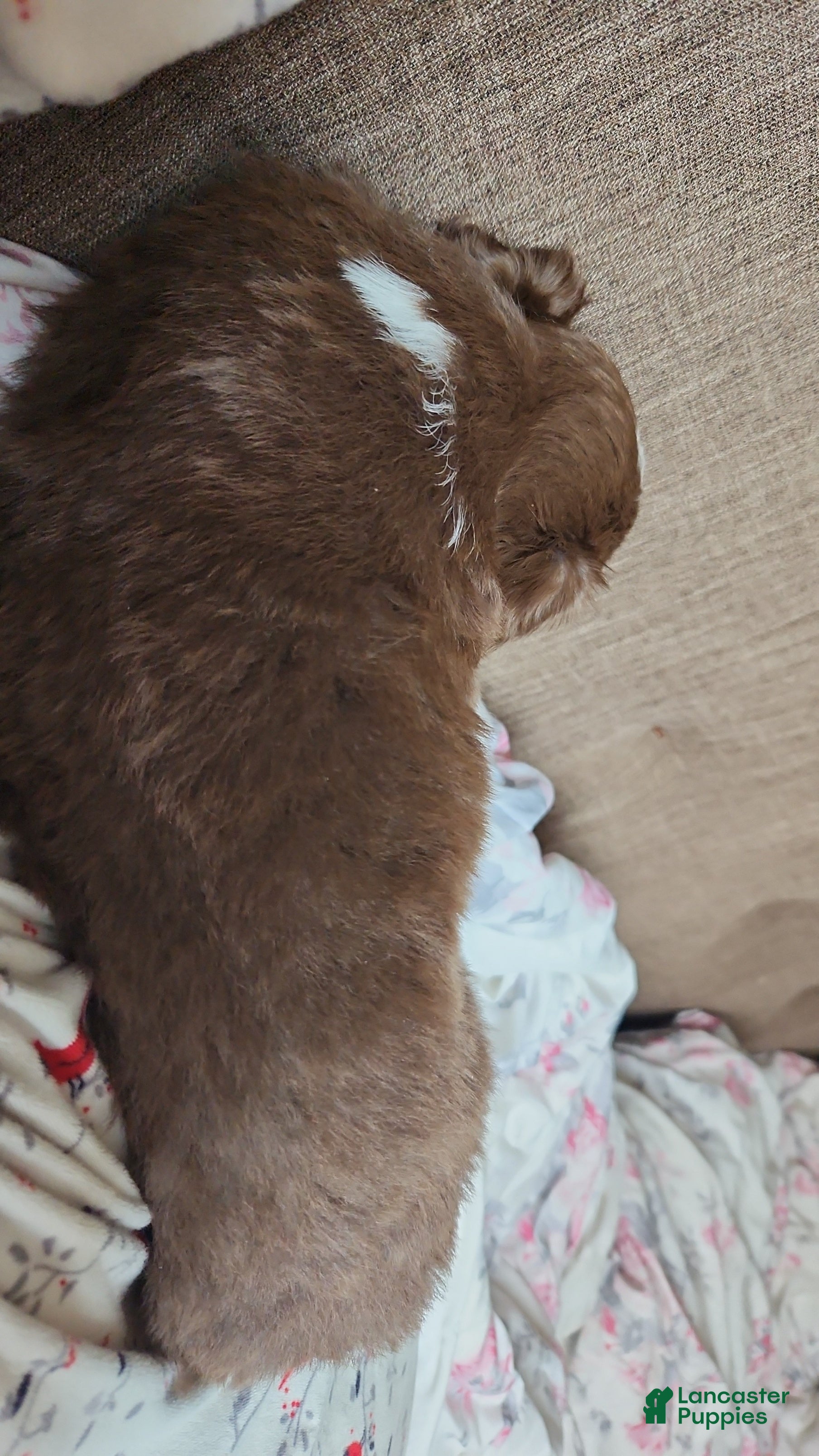 Miniature Australian Shepherd dogs Miniature Australian Shepherd Puppy 1 - Ad 2