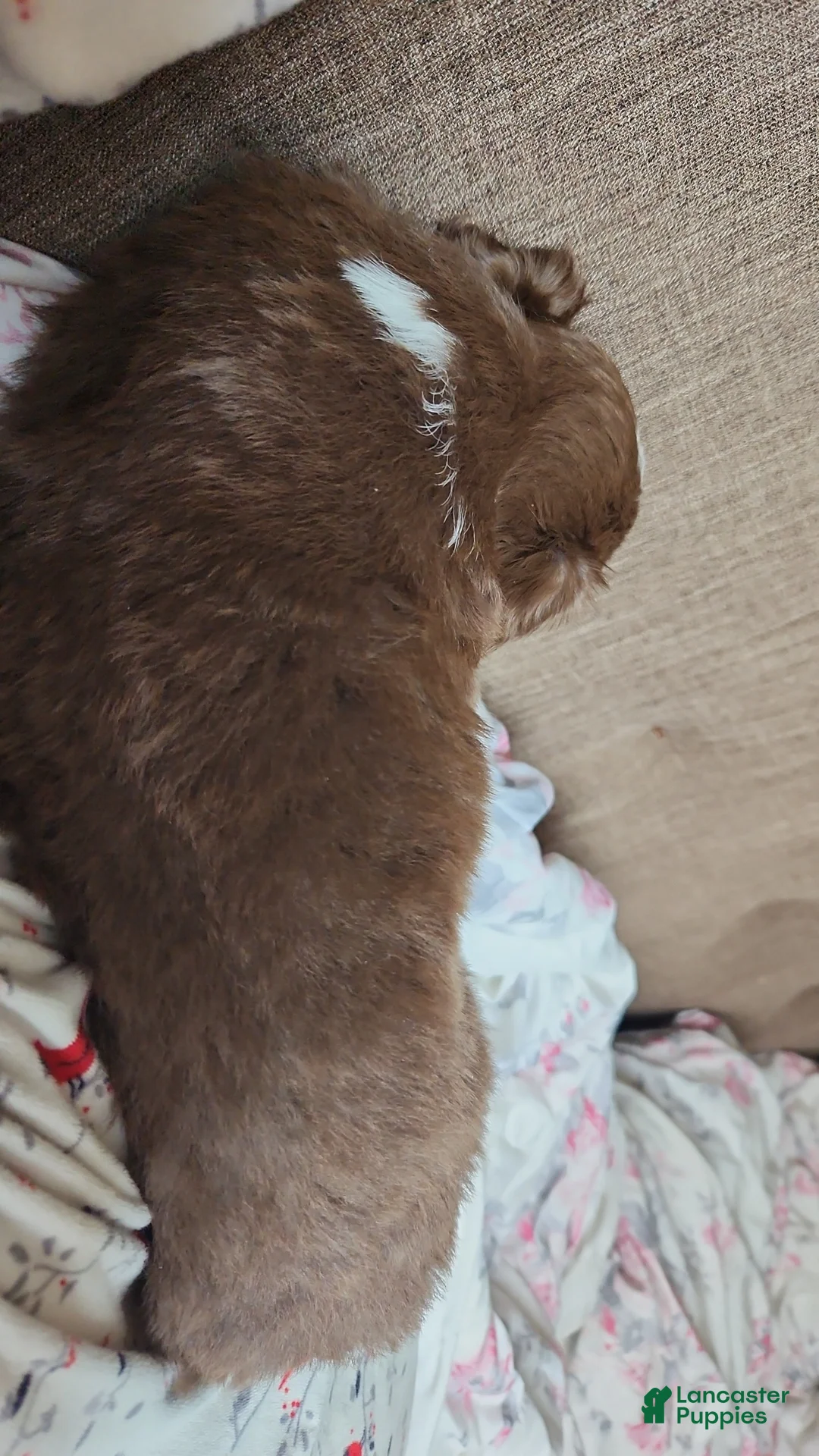 Miniature Australian Shepherd dogs for sale: Miniature Australian Shepherd Puppy 1 - Ad 2