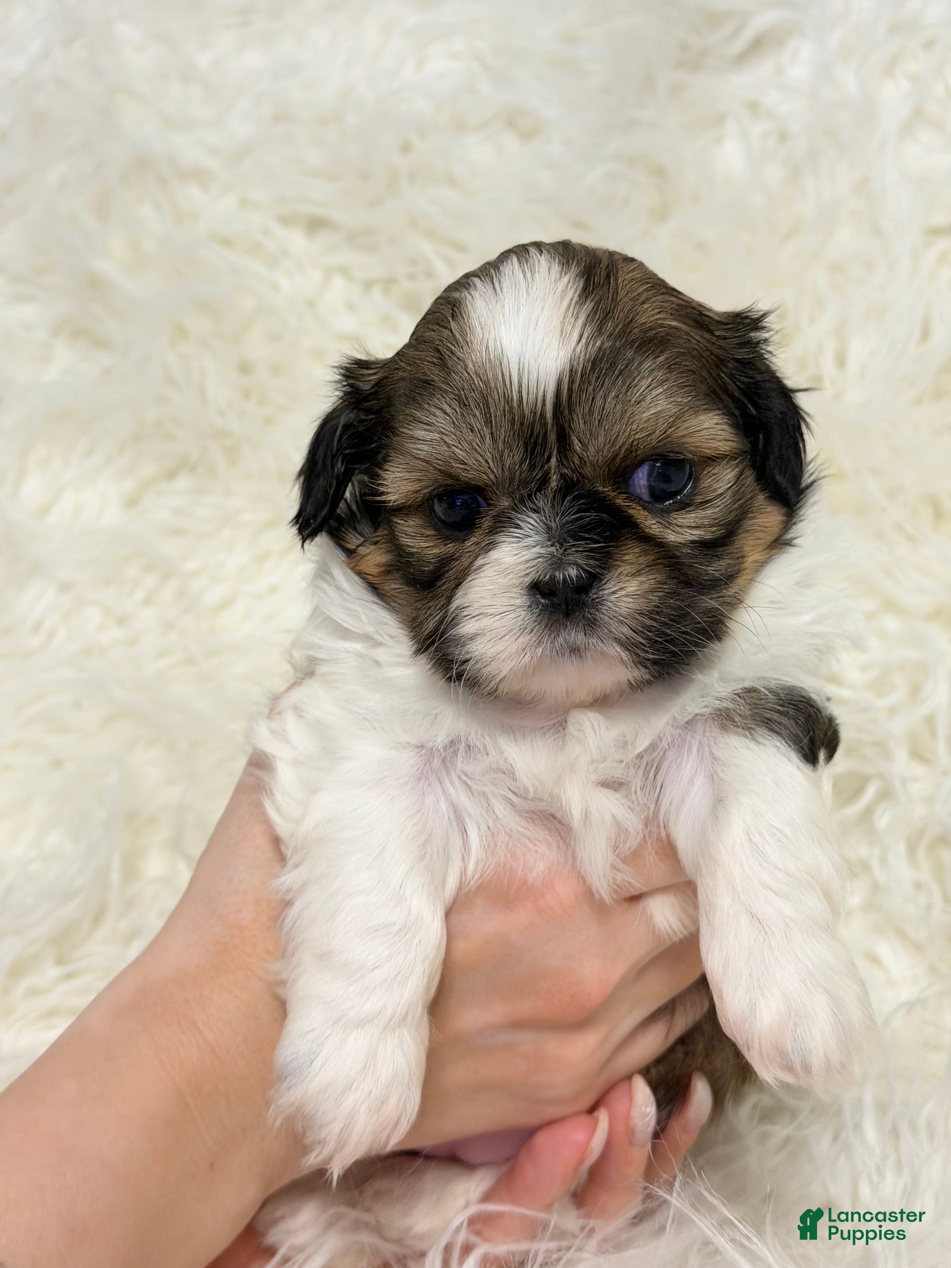 Shih Tzu dogs Eva - Ad 2