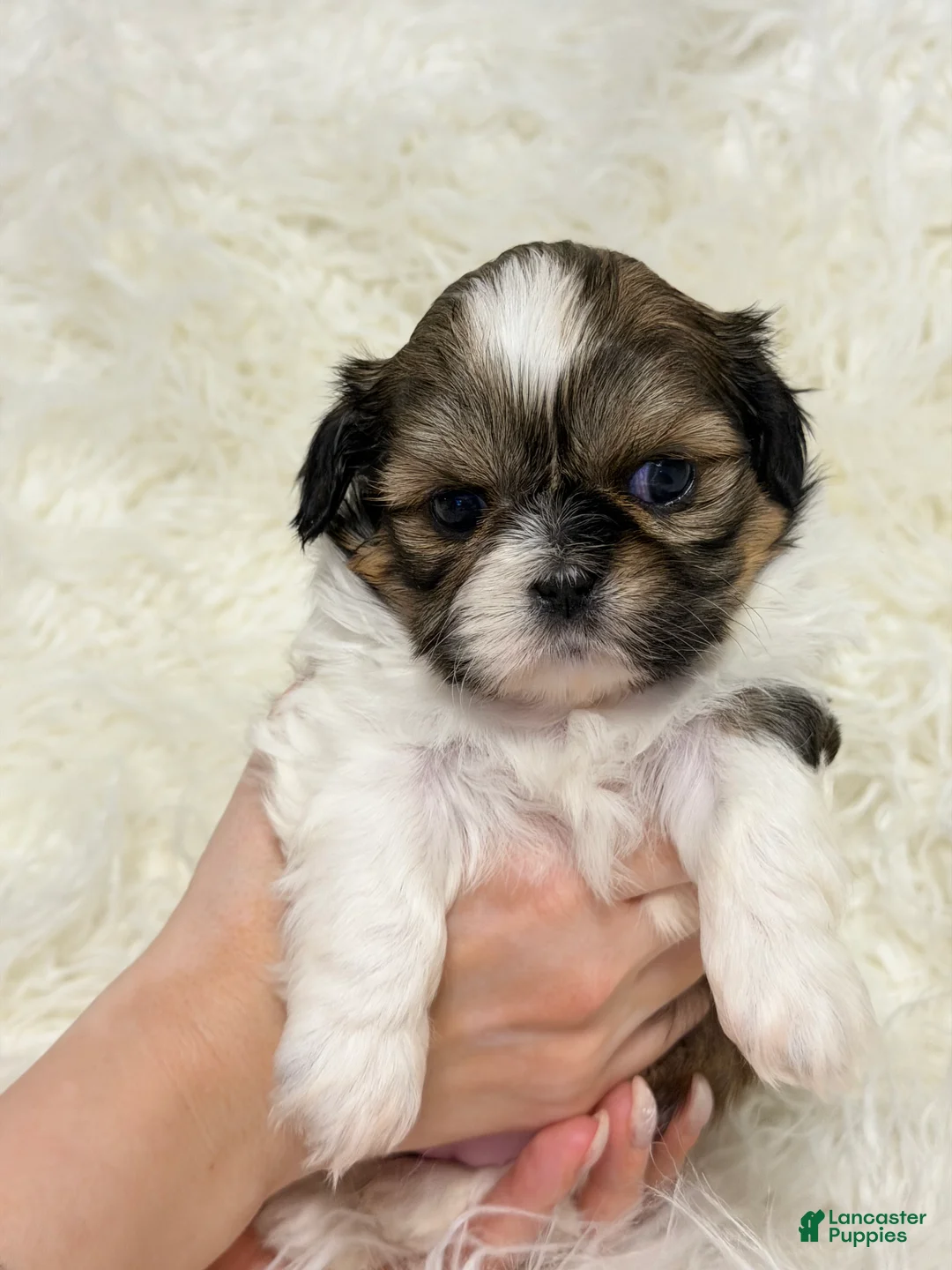 Shih Tzu dogs for sale: Eva - Ad 2