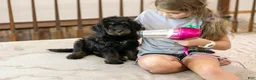 Bernedoodle dogs for sale: Olympic - Ready Now! - Ad 36