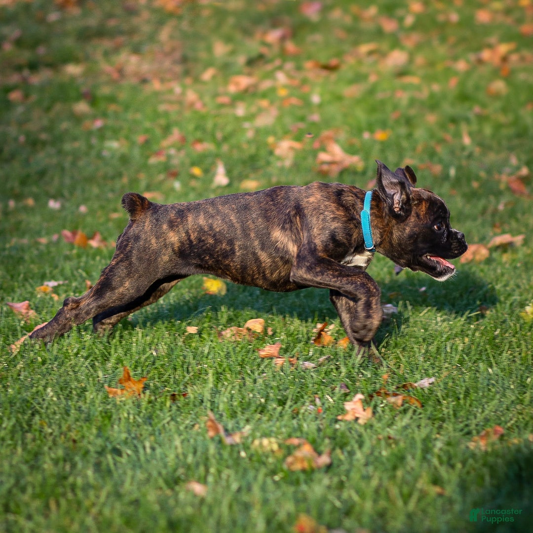 Boxer dogs for sale: Gracie - Ad 5