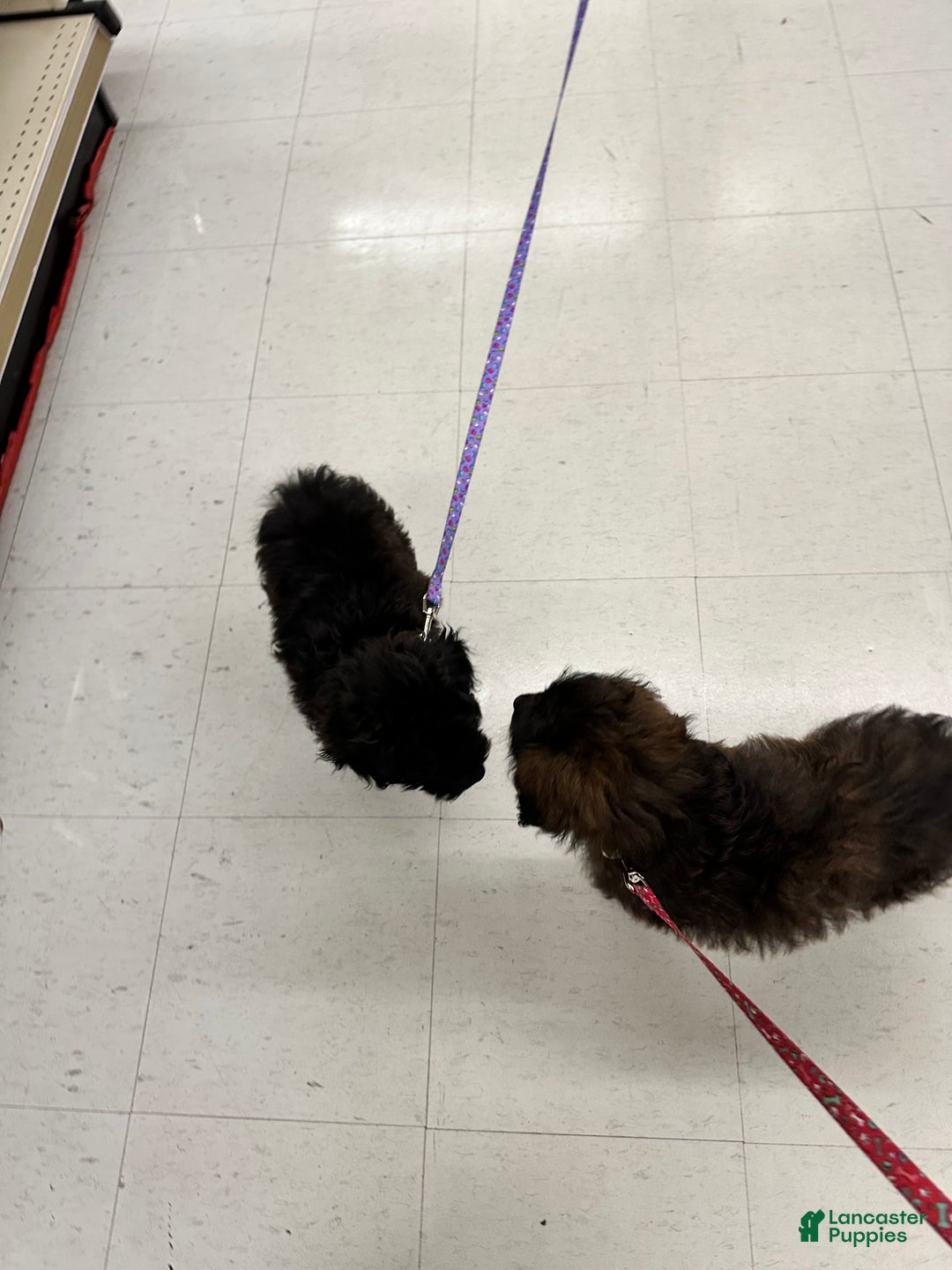 Sheltiedoodle dogs for sale: Sheltiedoodle Puppy 2 - Ad 2