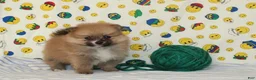 Pomeranian dogs for sale: Summer - Ad 3