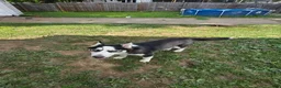 Siberian Husky dogs for sale: Freckle - Ad 3