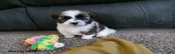 Havanese dogs for sale: Kody - Ad 4