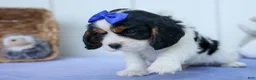 Cavalier King Charles Spaniel dogs for sale: Walker 🩵 - Ad 4