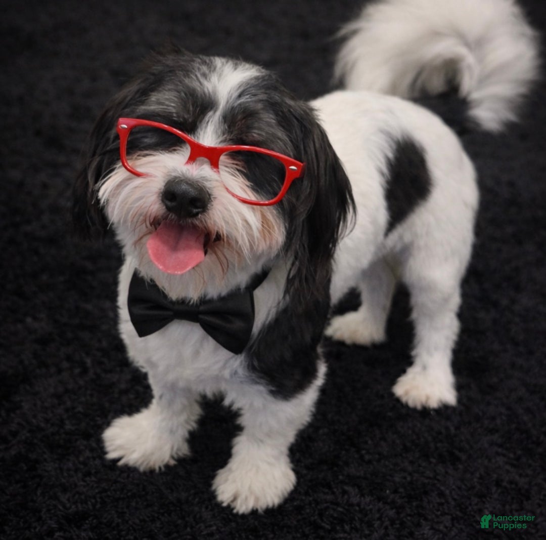 Shihpoo dogs for sale: Trell - Ad 11