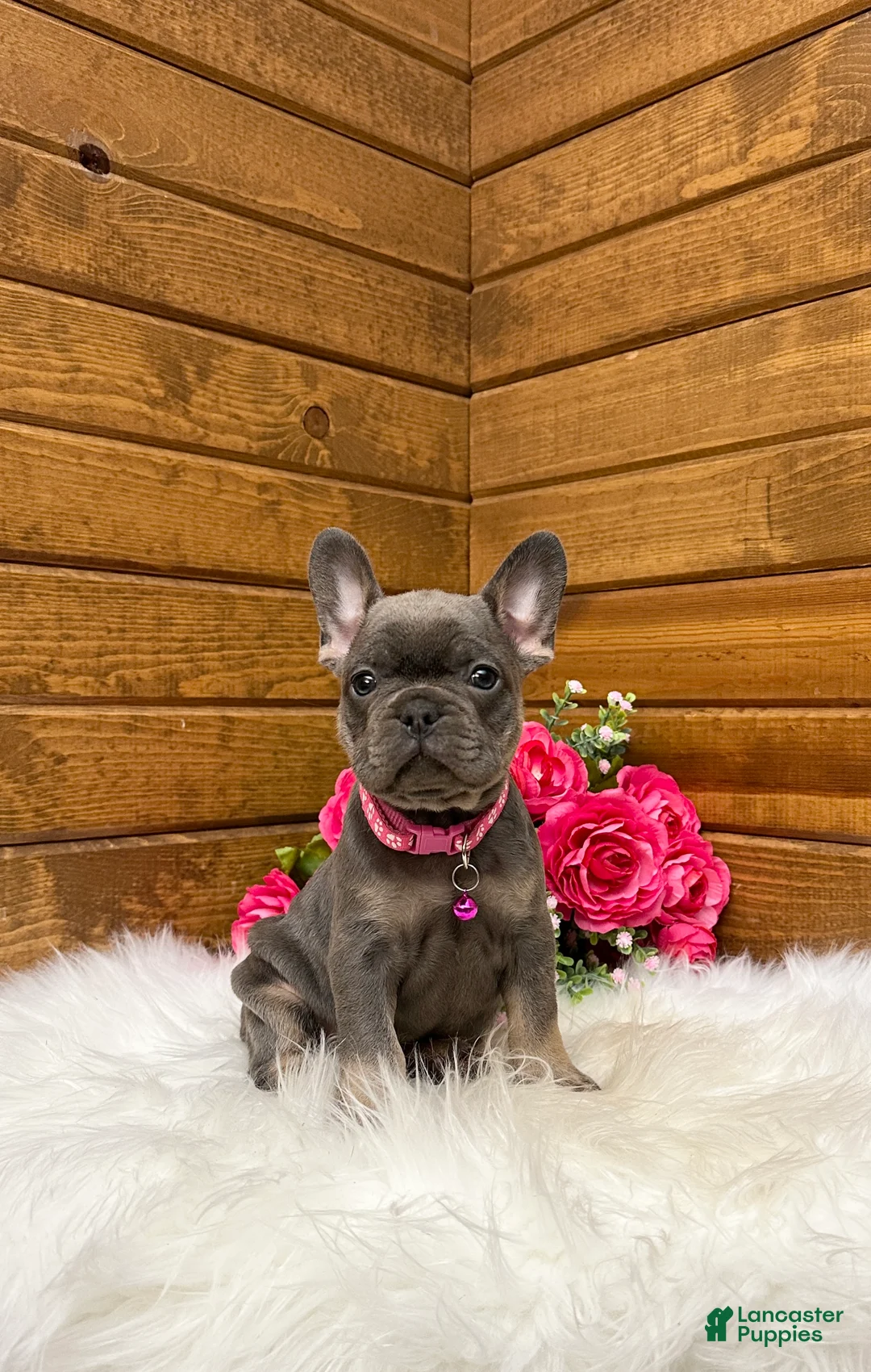 French Bulldog dogs for sale: Mila - Ad 1