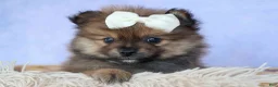 Pomeranian dogs for sale: Flynn  - Ad 8