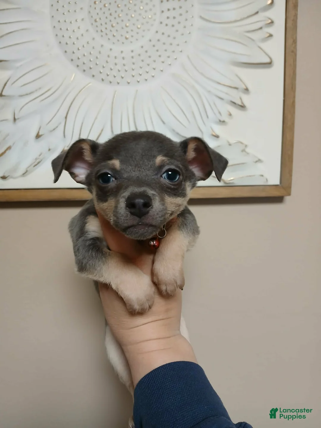 Chihuahua dogs for sale: Steel (toy) - Ad 4