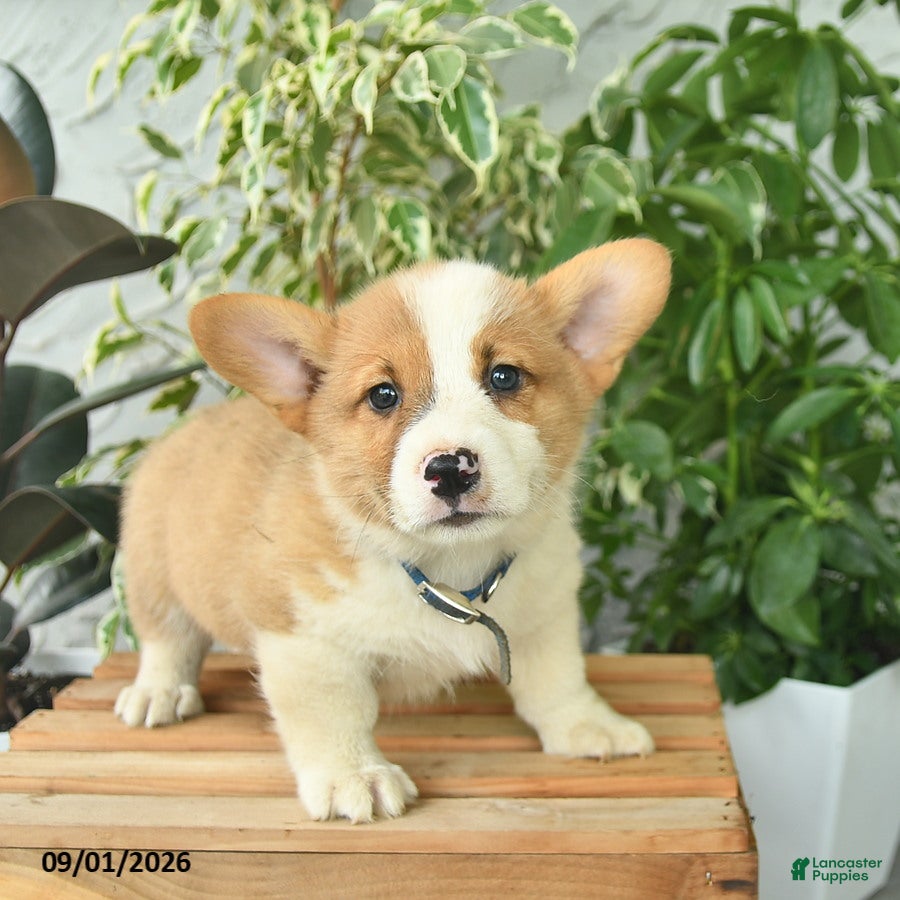 Welsh Corgi Pembroke dogs for sale: Henrik  - Ad 4