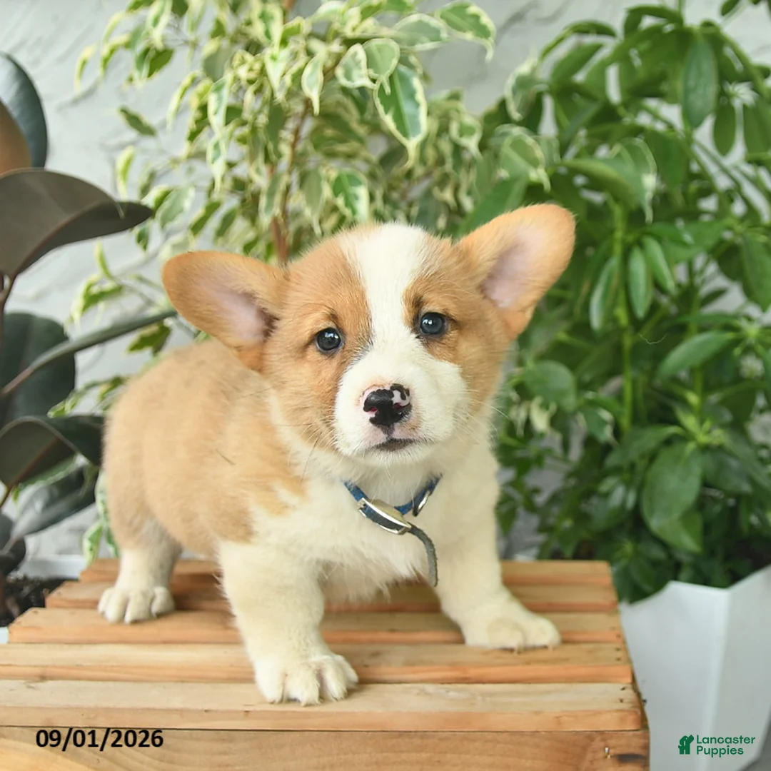 Welsh Corgi Pembroke dogs for sale: Henrik  - Ad 1