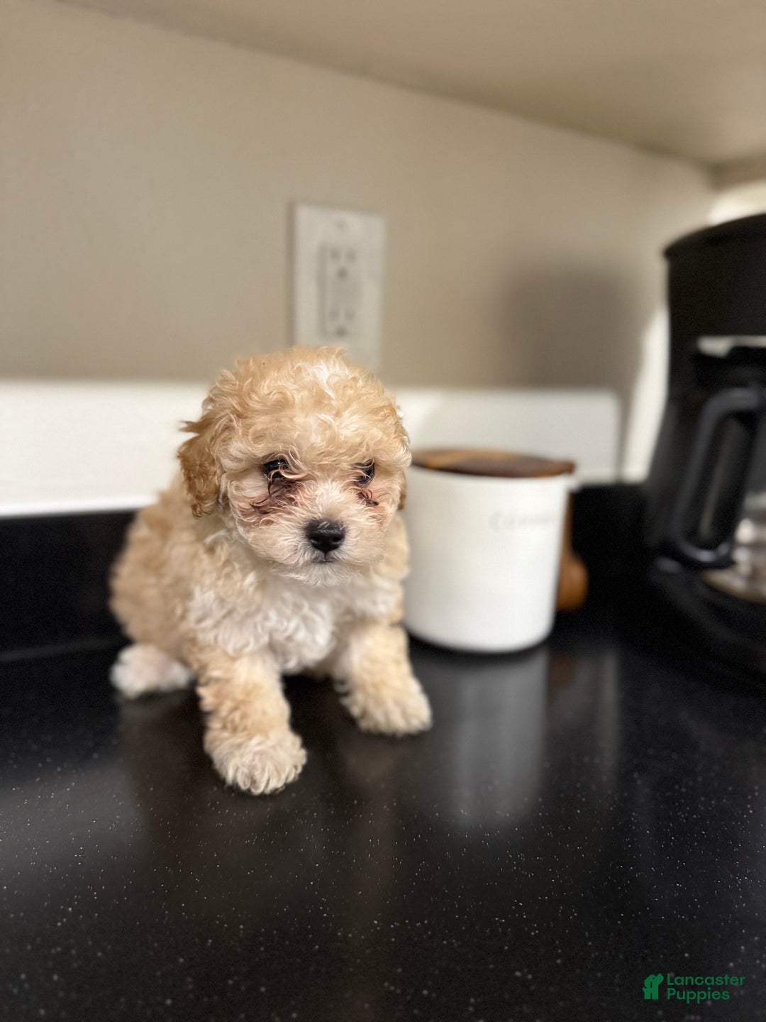 Maltipoo dogs for sale: Oden - Ad 4
