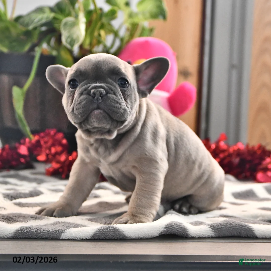 French Bulldog dogs for sale: Frisky - Ad 2