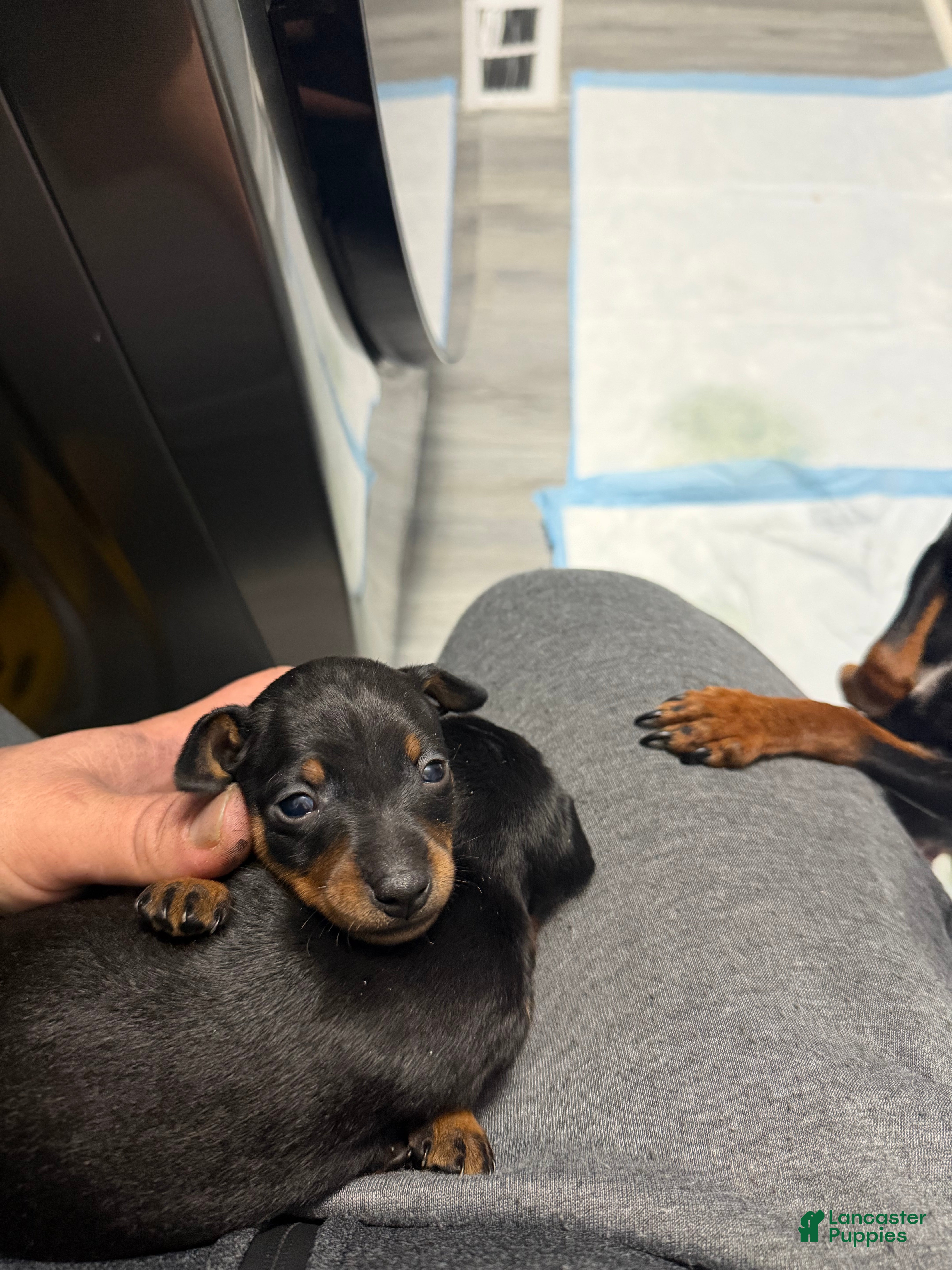 Miniature Pinscher dogs Miniature Pinscher Puppy 1 - Ad 24