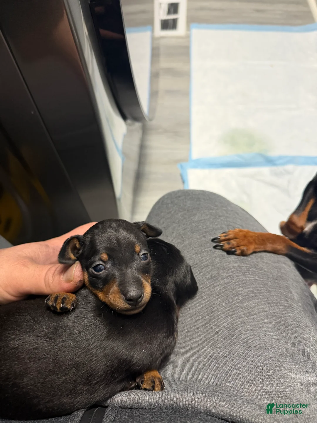 Miniature Pinscher dogs for sale: Miniature Pinscher Puppy 1 - Ad 1