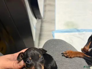 Miniature Pinscher dogs Miniature Pinscher Puppy 1 - Ad 24