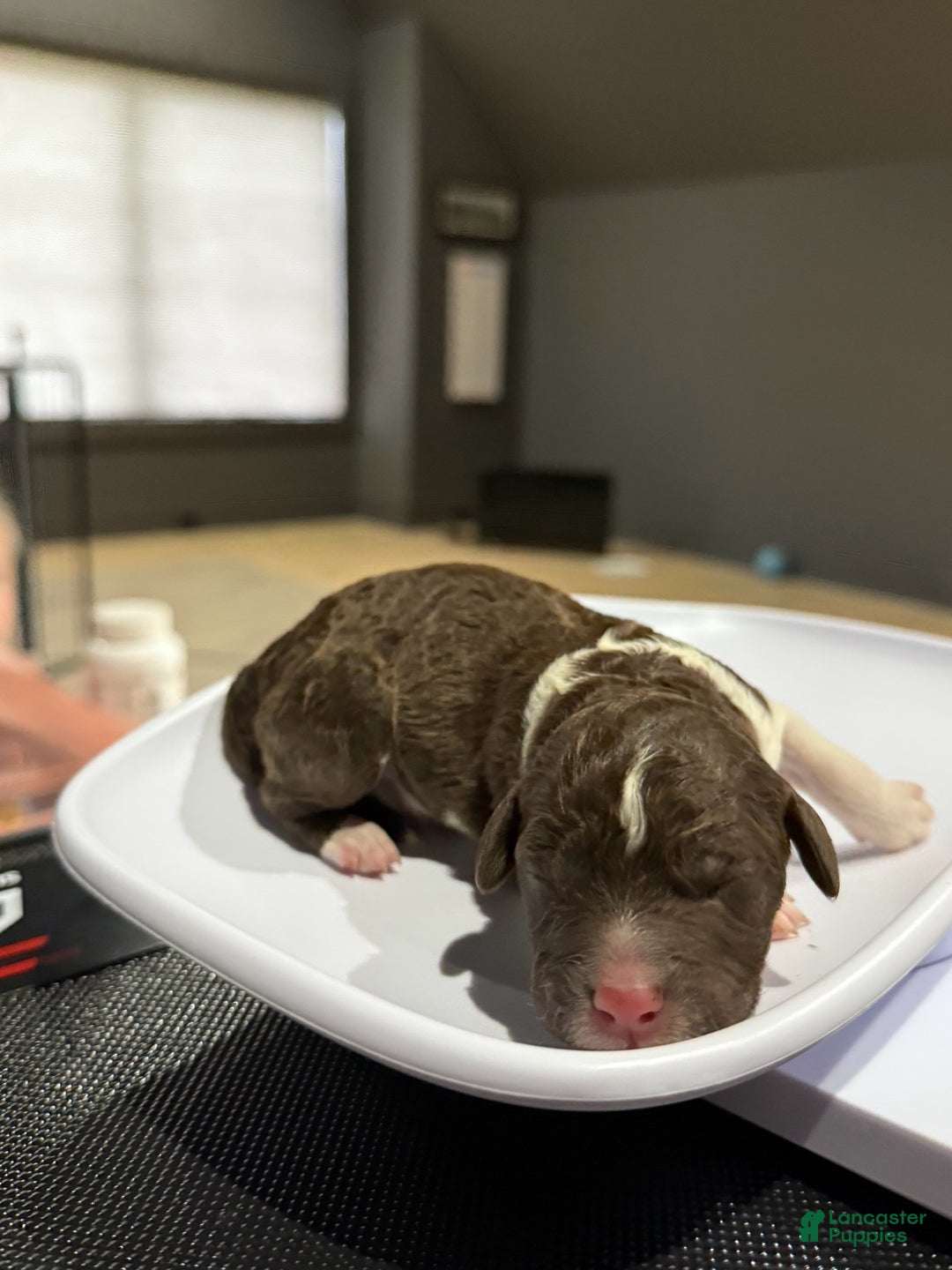 Lagotto Romagnolo dogs for sale: Lagotto Romagnolo Puppy 9 - Ad 1