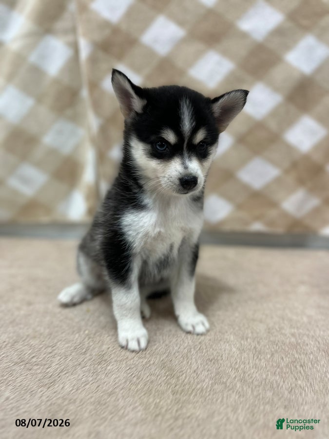 Pomsky dogs Prince - Ad 2