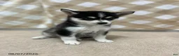Pomsky dogs for sale: Prince - Ad 2