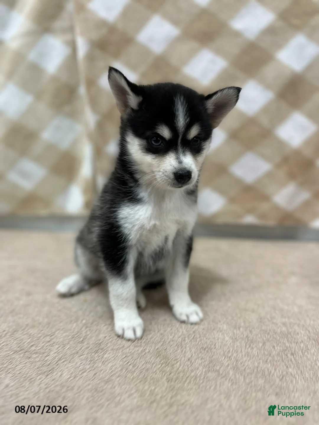 Pomsky dogs for sale: Prince - Ad 2