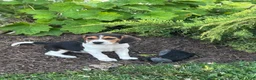 Beagle dogs for sale: Trinity  - Ad 7