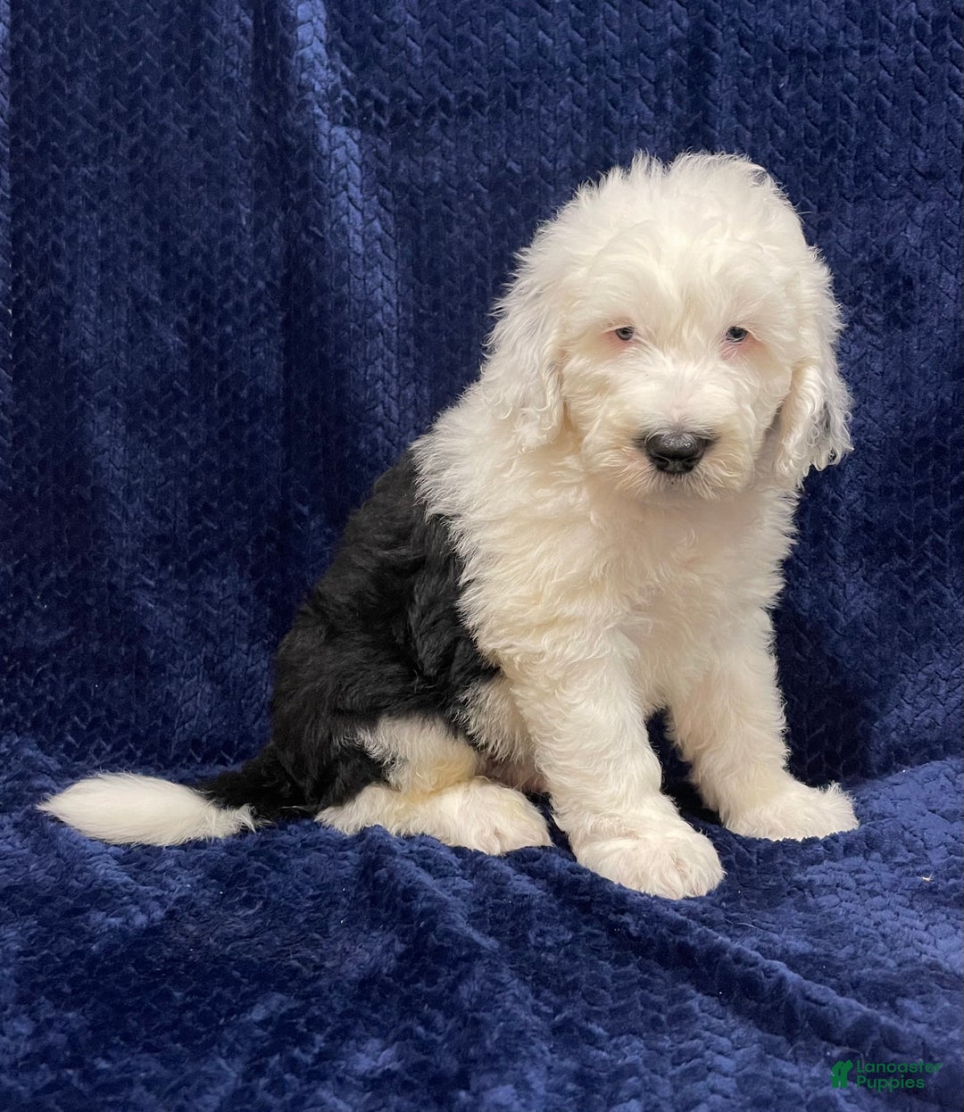 Sheepadoodle dogs for sale: Mickey - Ad 1
